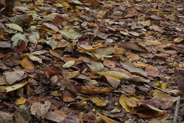 autumn leaves at the forest