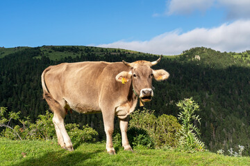 Vaca de carne del Pirineo