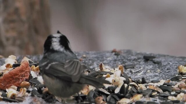 Coal tit or cole tit. Bird drags sunflower seeds from feeder. Small passerine bird in winter forest.