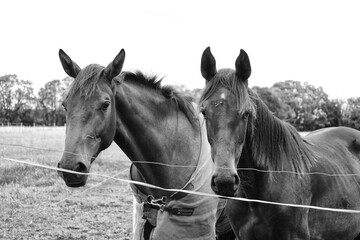 Obraz premium Couple de chevaux dans le pré .