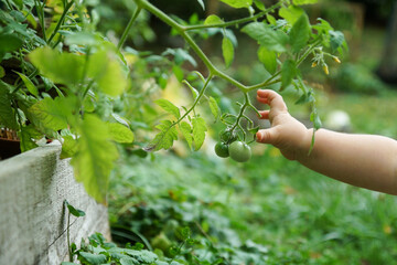 main d'enfant et tomate vertes