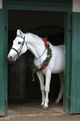  Adorable young arabian horse with festive wreath decoration in stable door. New Year and Christmas mood