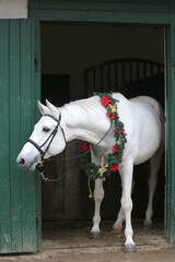  Adorable young arabian horse with festive wreath decoration in stable door. New Year and Christmas mood