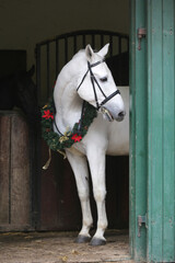  Adorable young arabian horse with festive wreath decoration in stable door. New Year and Christmas mood