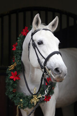  Adorable young arabian horse with festive wreath decoration in stable door. New Year and Christmas mood