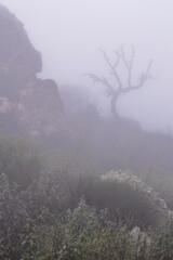 Obraz na płótnie Canvas dry tree in the mist