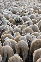 Fototapeta premium Flock of sheep - Large group of animals marching during the transhumance