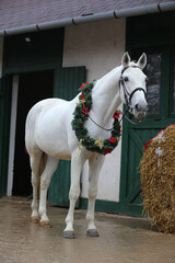  Adorable young arabian horse with festive wreath decoration in stable door. New Year and Christmas mood