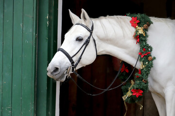 A head of a young grey colored shagya arab at christmas time on black natural background for...