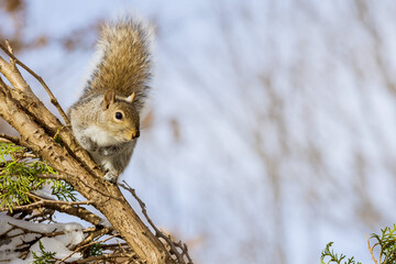 Eastern grey squirrel with nuts at winter