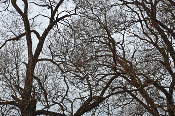 natural background, tree branches against the sky