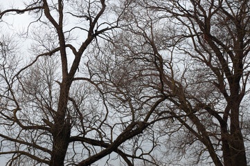 natural background, tree branches against the sky