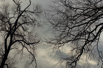natural background, tree branches against the sky