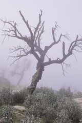 dry tree in the mist