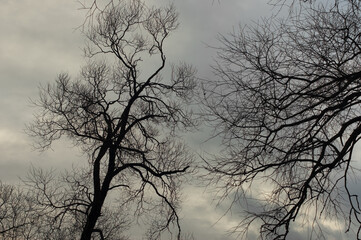natural background, tree branches against the sky