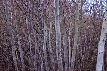 natural background, young trees stretching up close-up