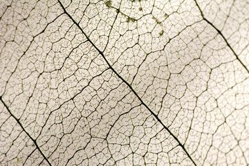 Skeleton frame leaf abstract background