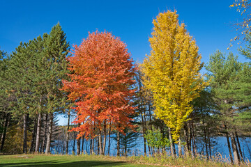 Fototapeta premium Autumn Display in the North Woods