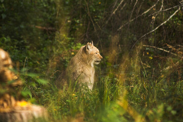 Luchs im Gras