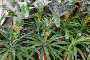 Green ornamental mini pineapple plant in a store. Shopping for exotic trendy pot flowers for home concept. Selective focus copy space