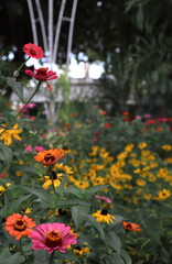 Flowers, birds, primates and dogs.