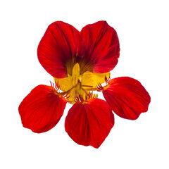 Red nasturtium flower isolated on white background