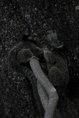 Flowers, birds, primates and dogs.