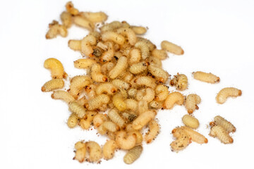 Grub larvae insect asian food isolated white background