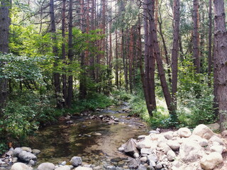 river in the woods