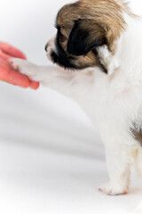 Fototapete bei efototapeten.de bestellen   