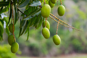 Detail of mango in Brazilian backyard tree