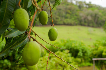 Detail of mango in Brazilian backyard tree