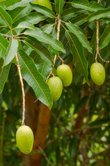 Detail of mango in Brazilian backyard tree