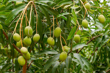 Detail of mango in Brazilian backyard tree