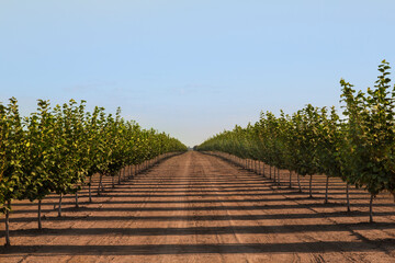 A Center View Down Rows of Hazelnut Trees in Orchard, Rich Soil, Selective Focus Soft Focus Blur, Early Spring, Daytime – Willamette Valley, Oregon