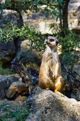 Erdmänchen auf Stein