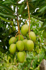 Detail of mango in Brazilian backyard tree