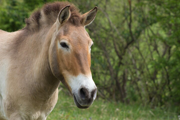 Fototapeta na wymiar Przewalski-Wildpferd