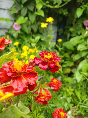 Fototapeta premium Red marigolds in the summer garden