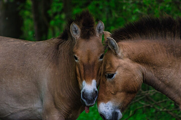  Przewalski-Wildpferdherde