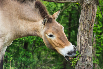  Przewalski-Wildpferd