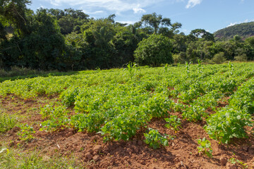 Fototapeta na wymiar Bean crop in a rural area of Guarani, state of Minas Gerais, Brazil