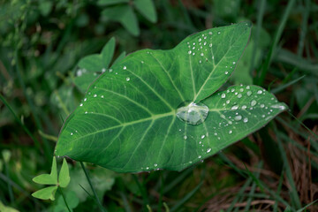 Detail of taioba leaf with dew drops in vegetable garden of Brazilian house
