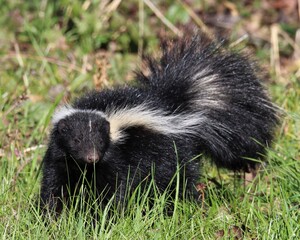 A Juvenile Skunk Foraging in a Pasture in Texas