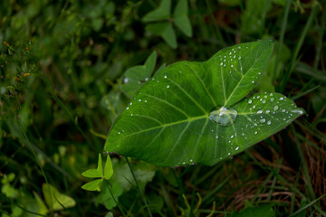 Detail of taioba leaf with dew drops in vegetable garden of Brazilian house