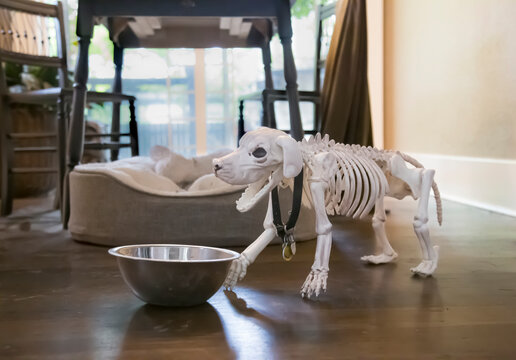 An Eye Level View Of A Faux Dog Skeleton, Dog Bowl And Bed With A Kitchen Table And Chairs In The Background