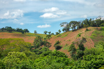Detail of Atlantic Forest area cleared for agricultural planting in Guarani, Minas Gerais state, Brazil