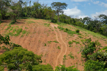 Detail of Atlantic Forest area cleared for agricultural planting in Guarani, Minas Gerais state, Brazil