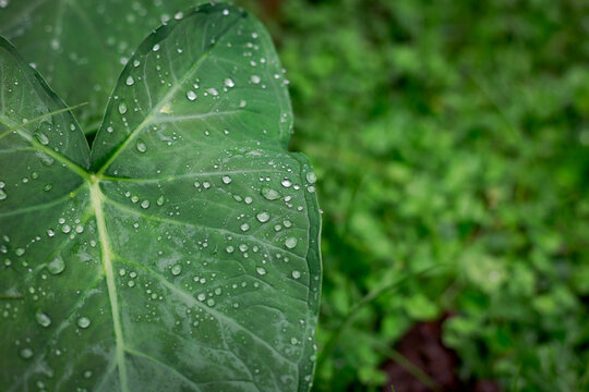 Detail of taioba leaf with dew drops in vegetable garden of Brazilian house