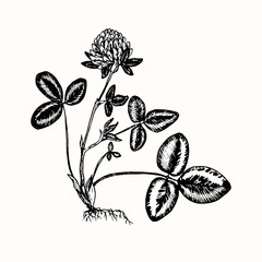 Clover flower, plant with roots, leaves and flower buds, doodle black ink drawing, woodcut style - 400640232